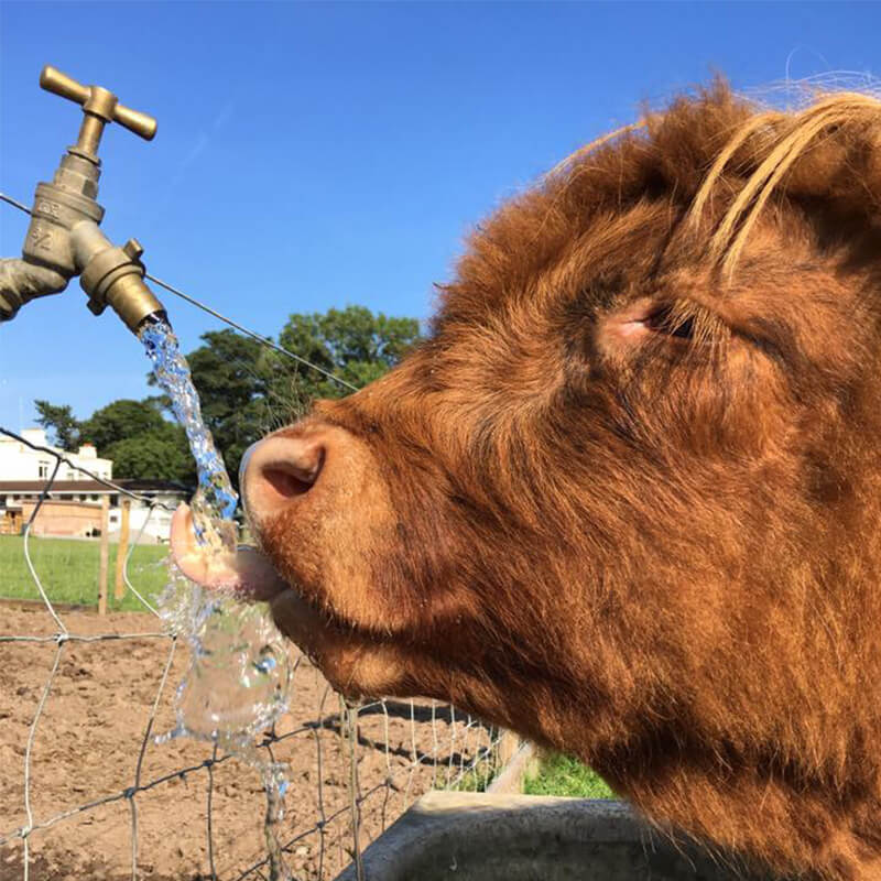 Highland Cattle Drinking Water