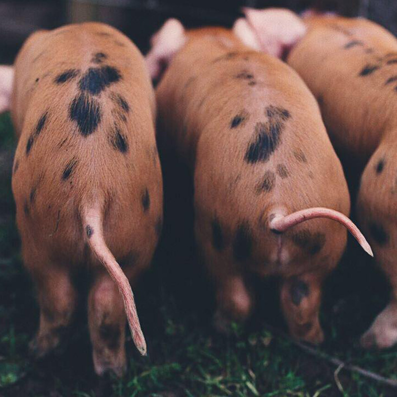 Piglets tails
