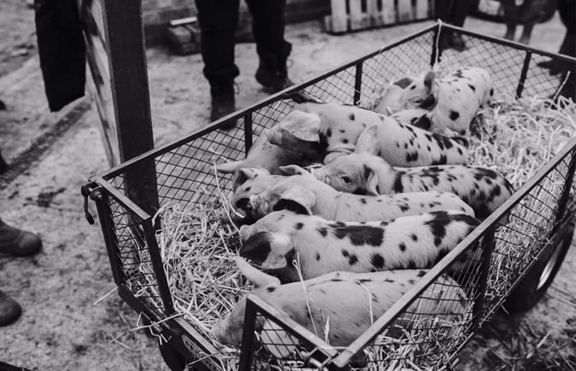 Four Acre Farm Piglets