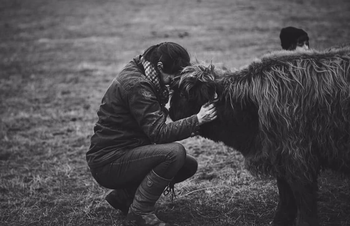 Four acre farm - Highland Cattle