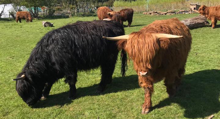 Highland Cattle